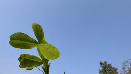 Green plant leaves reaching blue sky symbolizing growth sustainability ecology hope minimal nature background copy space fresh concept inspiration on white background