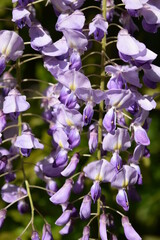 Fototapeta premium フジの花