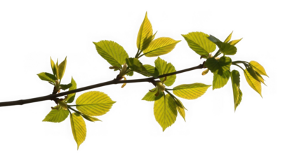 Branch with green leaves on transparent background isolated