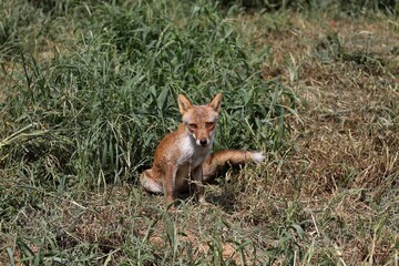 草むらの上に座ったカメラ目線のキツネ
