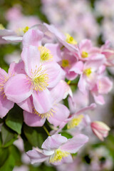 Obraz premium Soft pink spring flowers with delicate petals