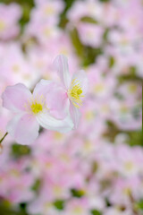 Soft pink spring flowers with delicate petals