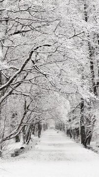 it is snowing heavily in the park, large flakes of snow are slowly falling on tree branches, no people
