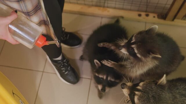 three raccoons drink from bottle at shelter floor, person in plaid shirt offers nipple bottle, tiled floor close overhead, orphaned juveniles eagerly nibble, warm lighting and calm rescue atmosphere,