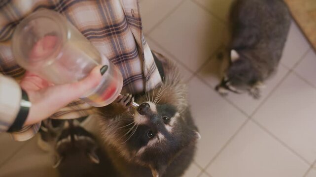 raccoons reach up for bottle under plaid sleeve, milk splashes across faces in close overhead shot, eager trio crowd around hand, tiled floor and shoes visible, nipple guided by volunteer, dripping