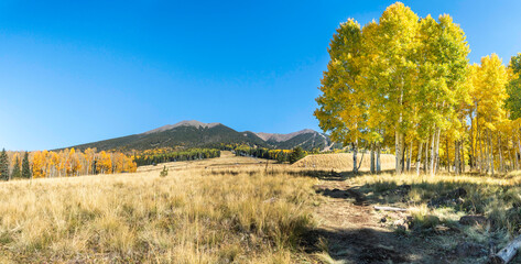 Fototapeta premium fall colors in flagstaff arizona 