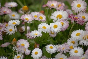 Obraz premium Spring daisies blooming in green grass