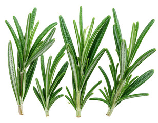 Fototapeta premium Fresh, vibrant rosemary sprigs, vivid green and aromatic