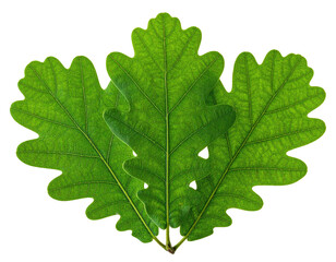 Three vibrant oak leaves, backlit, symmetrical