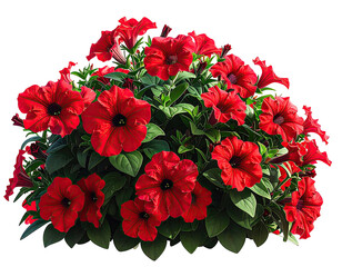 Bright, clustered red petunias with green leaves.
