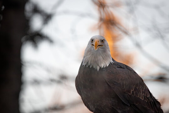Bald eagle in anchorage alaska