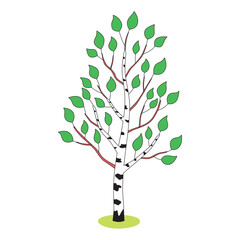 Young birch tree cartoon illustration isolated vector