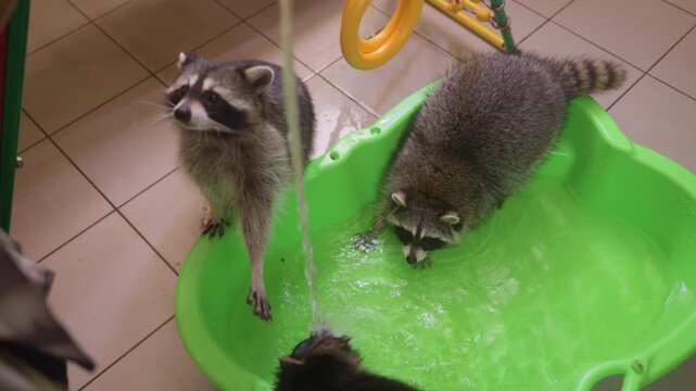 Three raccoons splash in green basin, energetic siblings interact around flowing water, pawing and drinking on tiled play area, rescue shelter vibe with wet fur and curious gazes, candid overhead