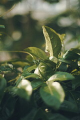 Fototapeta premium green leaves in the forest