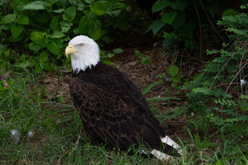 american bald eagle zoo Oklahoma 