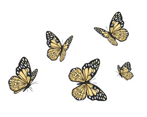 set of vector butterflies