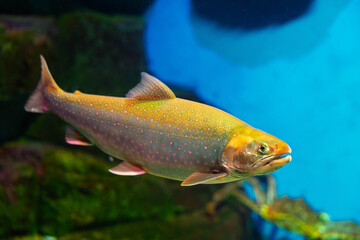 Arctic Char fish swimming in blue water: Side view of freshwater trout species with pink spots