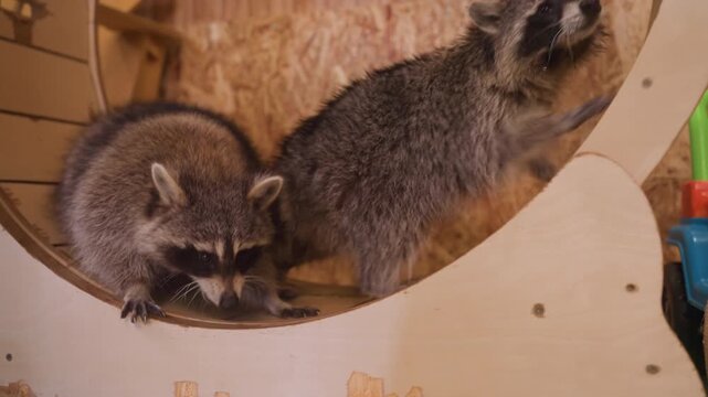 two raccoons tussling inside wooden wheel with expressive faces and bared teeth, close interaction mixes playful conflict and tension against textured plywood backdrop and scattered toys in indoor