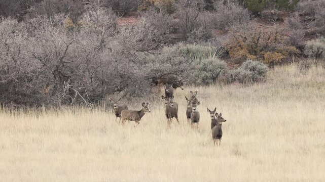 4k video of a mule deer herd in Southern Ut. USA. The lead does are standing still watching the camera when a large buck comes out of the trees and pushes the other deer farther out into the field.