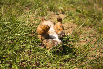 Obraz premium Cute little brown dog sunbathing on a nice summer day