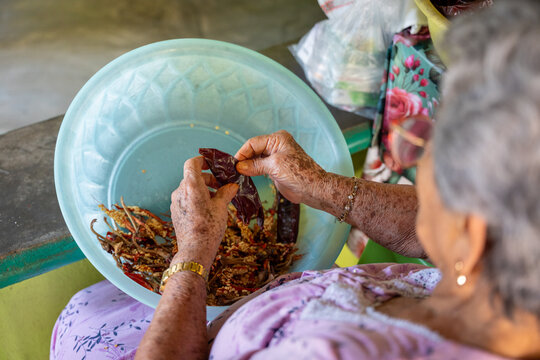 Elderly woman deveining guajillo chilies and removing seeds to prepare traditional food. Culinary wisdom. Petatlan, Guerrero, Mexico, January 19, 2026. desvenar, despepitar
