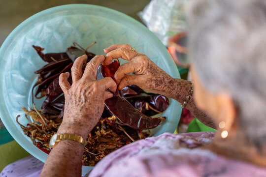 Elderly woman deveining guajillo chilies and removing seeds to prepare traditional food. Culinary wisdom. Petatlan, Guerrero, Mexico, January 19, 2026. desvenar, despepitar