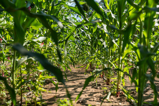 Cornfield in the backyard of a rustic house in a rural village. Domestic milpa for self consumption in a traditional setting. 