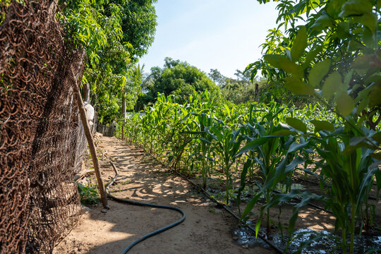 Cornfield in the backyard of a rustic house in a rural village. Domestic milpa for self consumption in a traditional setting. 