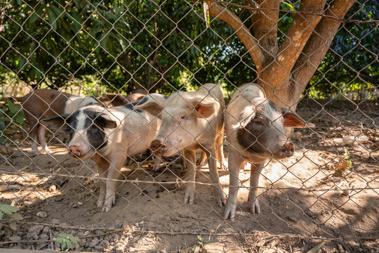 Domestic pigs Sus scrofa domestica of Duroc and Hampshire breeds eating corn behind chain link fence. Swine farming. Guerrero, Mexico. potrero, ganaderia porcina.