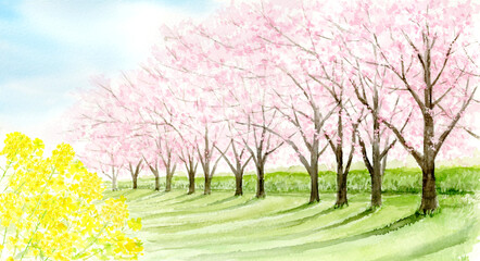 桜並木と菜の花の風景の水彩画