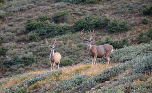 Two mule deer bucks still in velvet stand on a Colorado mountain side.