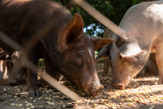 Domestic pigs Sus scrofa domestica of Duroc and Hampshire breeds eating corn behind chain link fence. Swine farming. Guerrero, Mexico. potrero, ganaderia porcina.