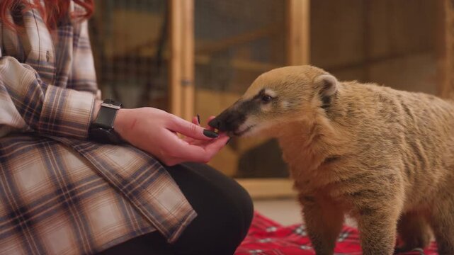 Gentle indoor feeding white woman handfeeding coati on plaid blanket in rescue enclosure, flannel clad caretaker offers snack as coati sniffs hand, warm soft light, close up of trust and conservation
