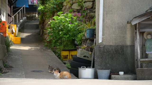 真鍋島の猫とお地蔵様 （岡山県笠岡市, 2025年5月）