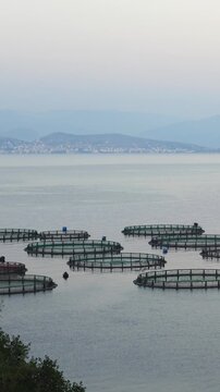 aegean, aquaculture, aquafarm, aquatic, bay, boat, breeding, cage, cages, catch, circle, commercial, corfu, cultivation, dorado, environment, europe, farm, farming, fish, fish farming, fish farms, fis