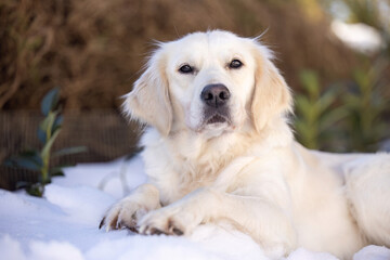 White golden retriever resting in fresh snow outdoors, calm and attentive in soft winter light