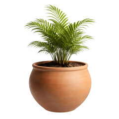 Fototapeta premium Palm Plant in Clay Pot Isolated on White