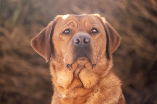 Fox red labrador retriever resting in fresh snow outdoors, calm and alert in soft winter sunlight