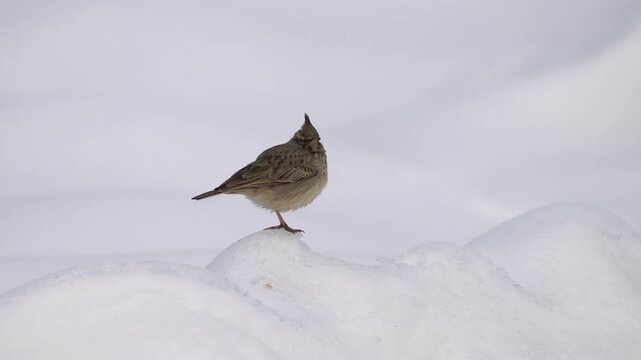 Eurasian Skylark in winter ambient (Alauda arvensis) - (4K)