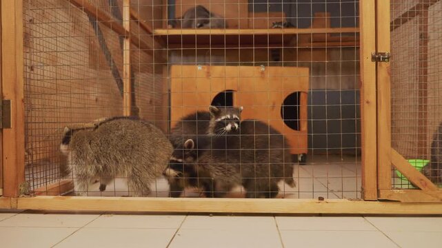 Two raccoons exploring enclosure together foraging near wooden shelter box wire cage front tiled floor coordinated movement social grooming and sniffing feeding bowl nearby rescue rehab vibe energetic