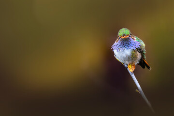 Obraz premium Volcano hummingbird perched on branch with blurred background