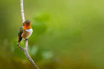Obraz premium Volcano hummingbird perched on branch with blurred background