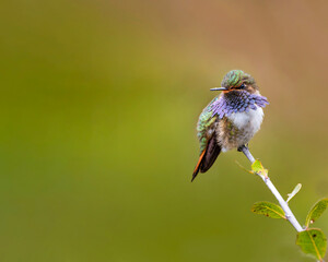 Obraz premium Volcano hummingbird perched on branch with blurred background