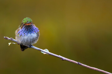 Obraz premium Volcano hummingbird perched on branch with blurred background
