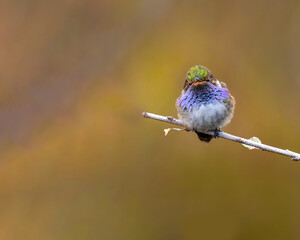 Obraz premium Volcano hummingbird perched on branch with blurred background