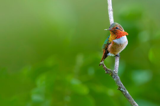 Volcano hummingbird perched on branch with blurred background