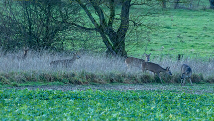 Group of roe deer at the edge of the long grass.