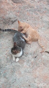 Mother Cat and Kittens On Concrete Pavement