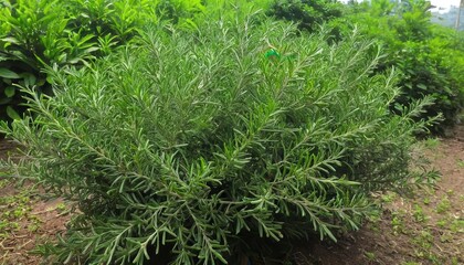 Obraz premium Rosemary bush growing lush in an outdoor garden, natural setting, close-up botanical, fresh culinary herb, home gardening, agriculture concept.