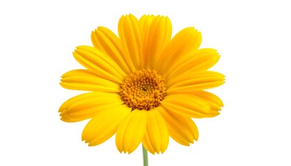 Single bright yellow flower